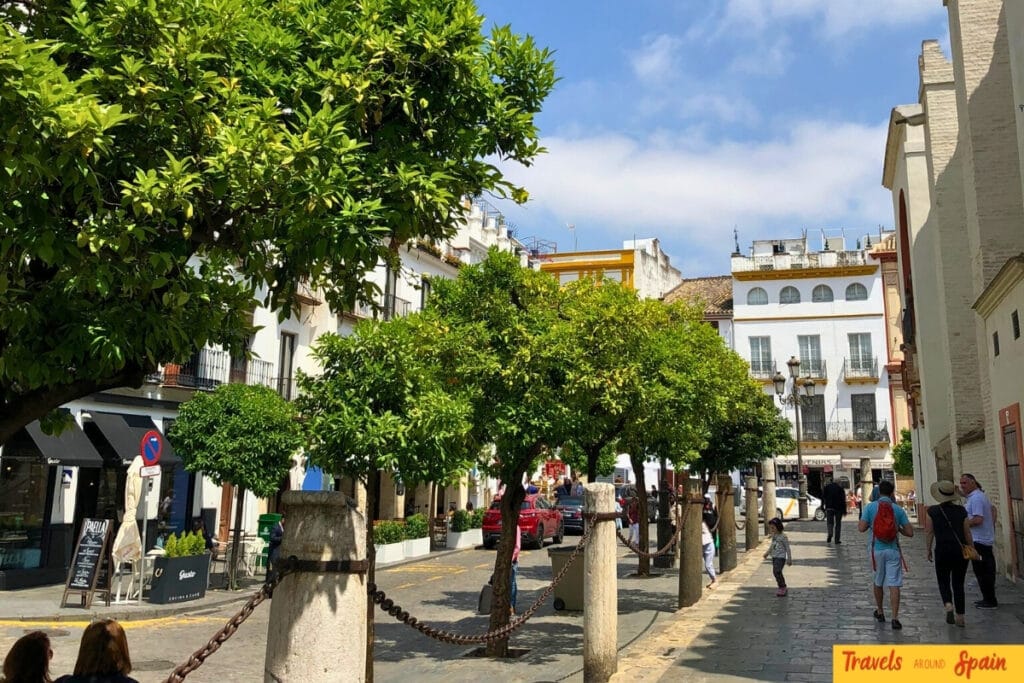 Orange trees in bloom around Seville Cathedral plaza during spring season