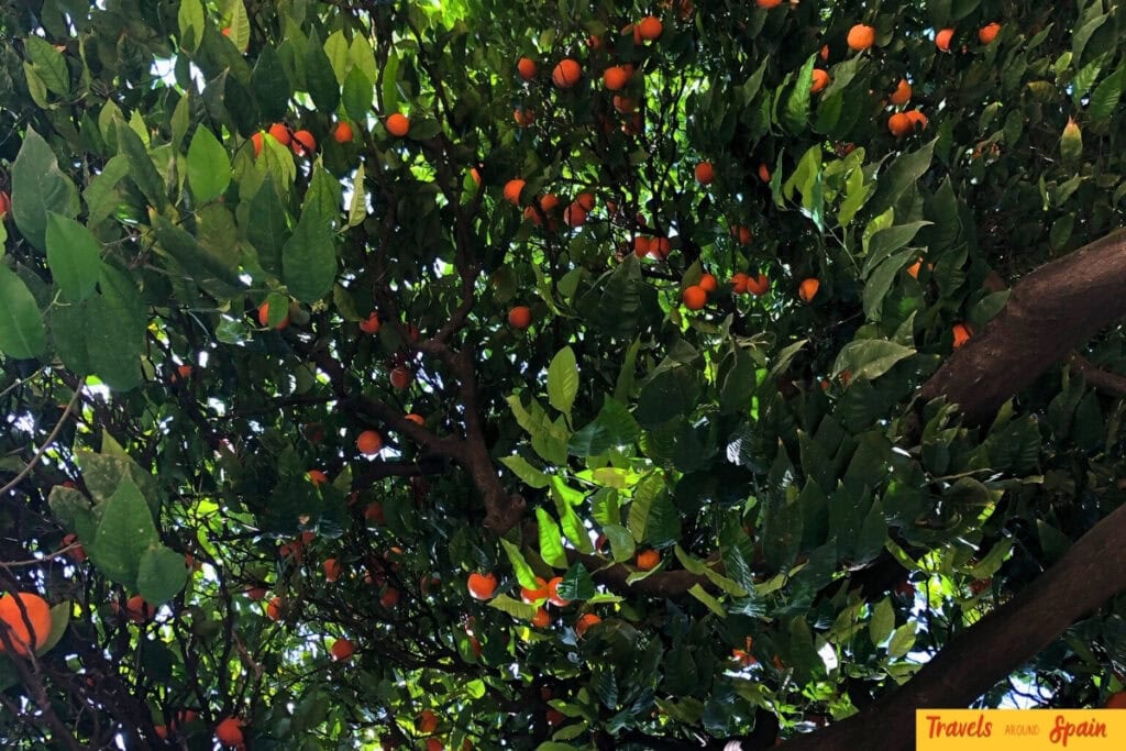 Orange trees heavy with ripe fruit in Seville during winter harvest season