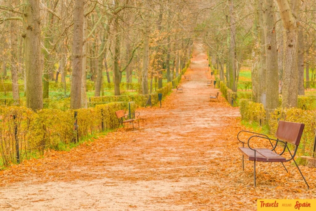 Tree-lined walkway in Madrid covered with autumn leaves in October