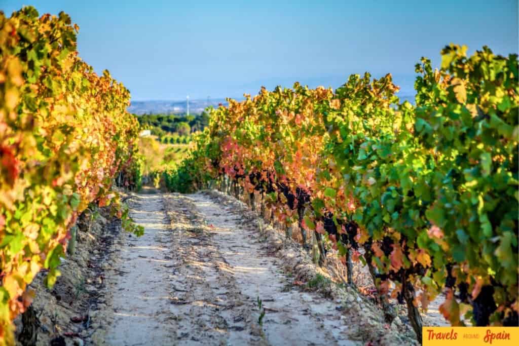 Autumn vineyards in La Rioja Spain during grape harvest season
