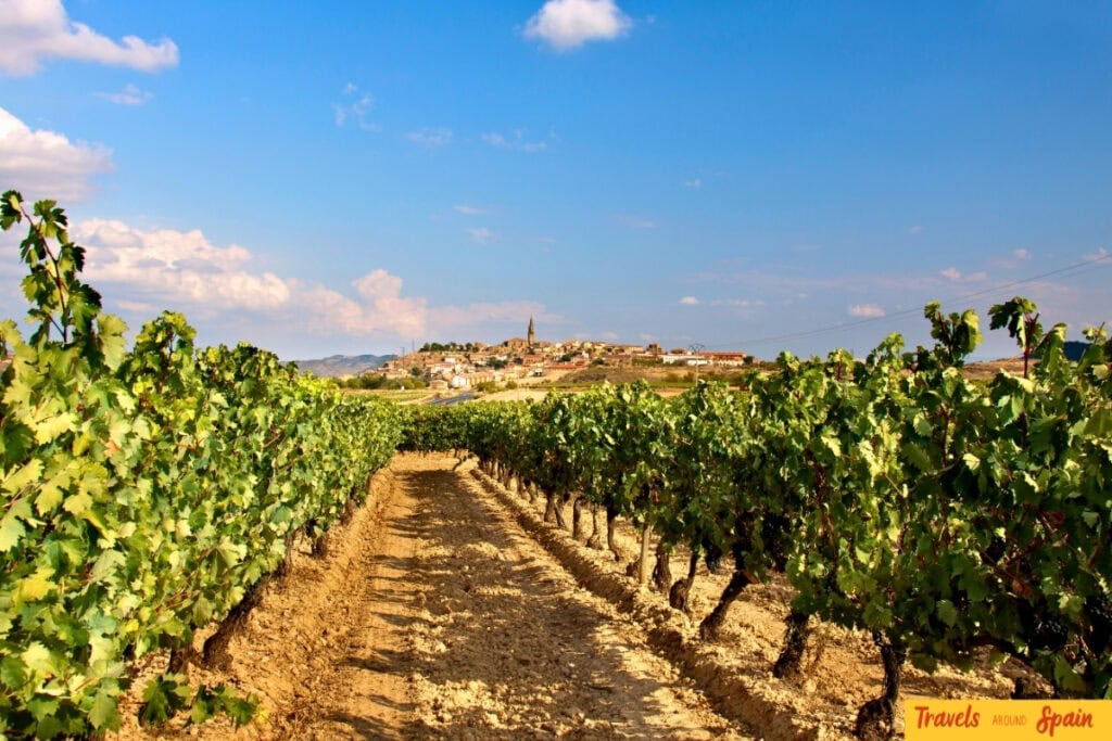 Vineyards in La Rioja Spain during the September grape harvest