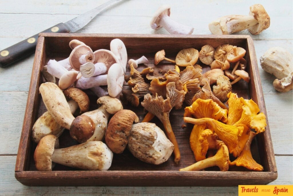 Wild mushrooms on display at a festival in Castilla y León