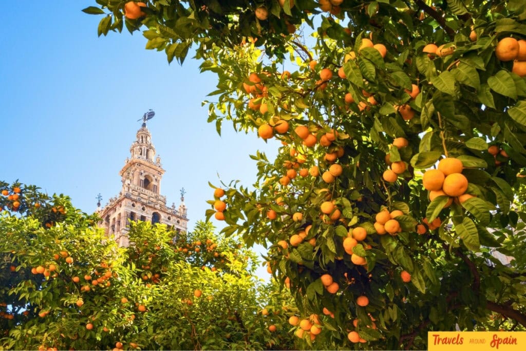 Orange trees and Giralda tower under clear October skies in Seville.