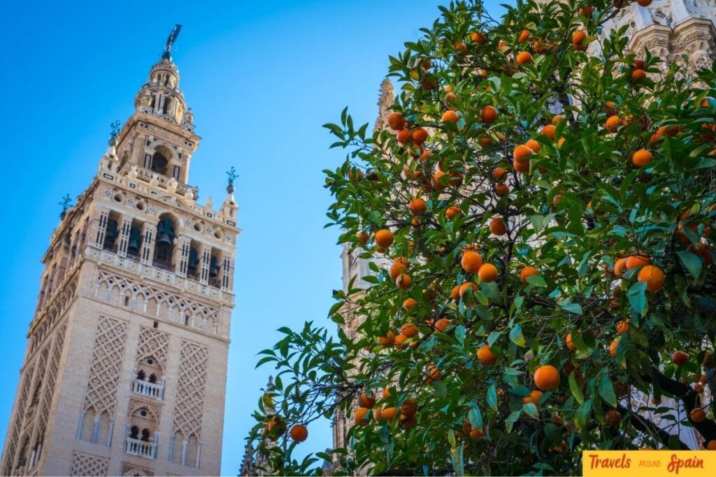 La Giralda tower framed by orange trees in Seville
