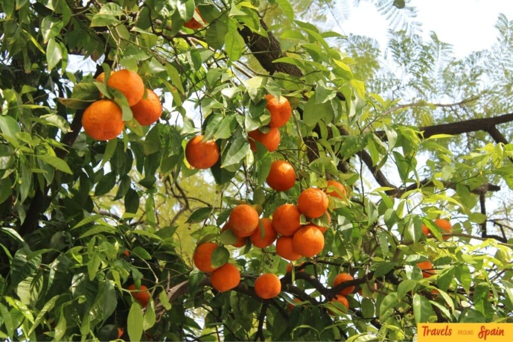 Orange trees growing in Seville during spring and summer